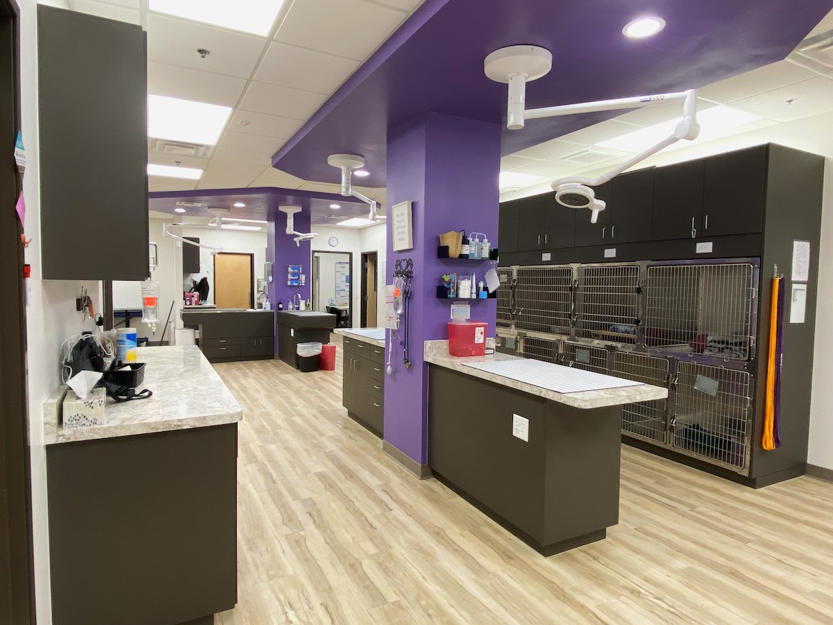 Veterinary office with purple walls and multiple tables