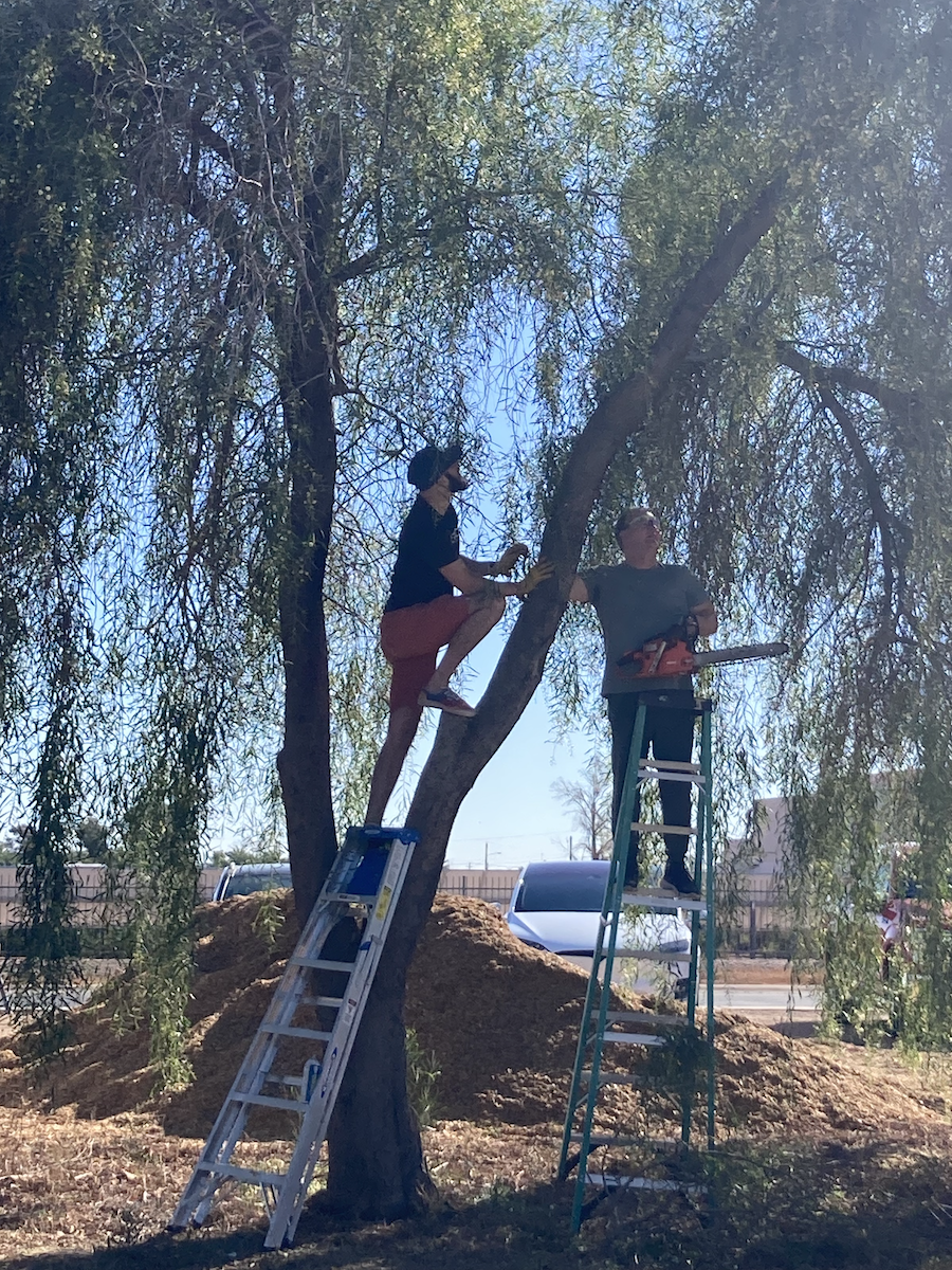 Two men standing on ladders trim a tree